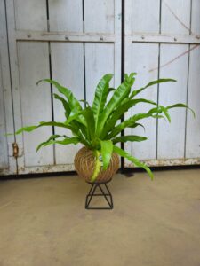 Bird Nest Fern