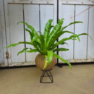 Bird Nest Fern