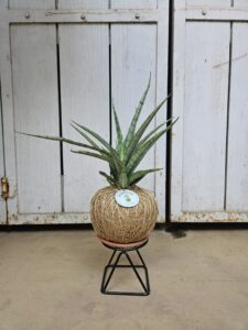 Verigated Snake Plant