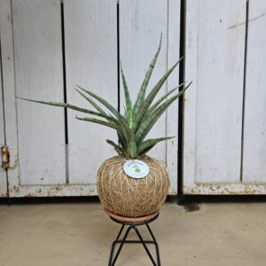 Verigated Snake Plant